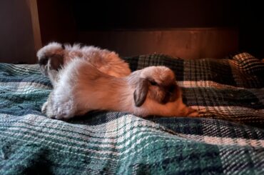 Paint me like one of your French Lops