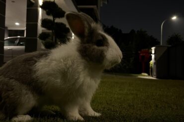 Today is the day Hermes joins the other buns to play in the gardens forever