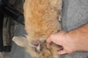 Such a little ham