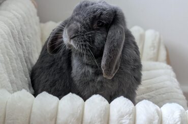 Little Samwise new adventure took him to a new apartment and turned him into a free roam indoor bunny. Along with his partner Rosie they now make sure our furniture stays the way they want: slightly crooked or toppled over.