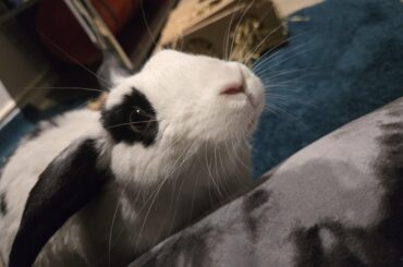 oreo our sweet little trouble maker