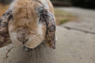 Bunson got a photoshoot