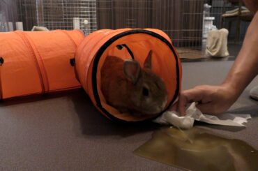 Update post. Senta gave up using the toilet 🤣