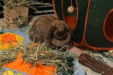 Adopted My First Rabbit 🩷