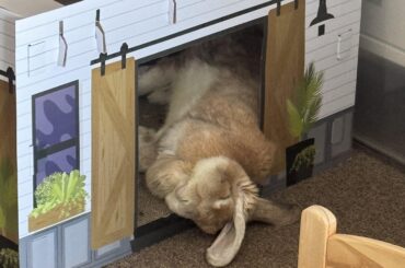 Another day another comfortable nap