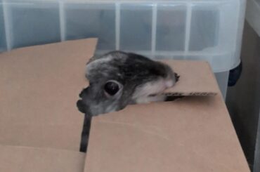 Bunny or cardboard shark?