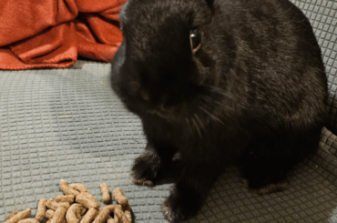 Hello, what breed do you think beans is ? I was told he is a dwarf?. He is about 5-6 months old, and around 1.4kg