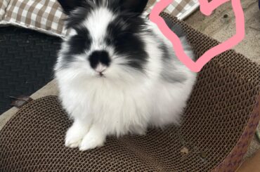 Floofy Tribble says good morning!