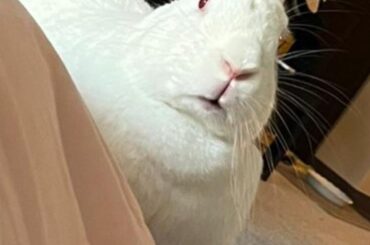 You are eating banana without meeeew?