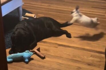 Lola: fearless, chaotic