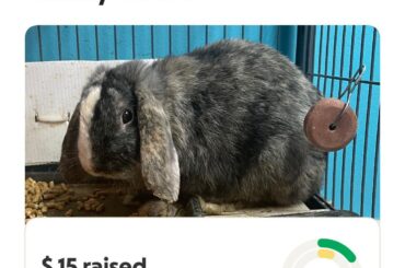 Donate to Bring a Bunny Home