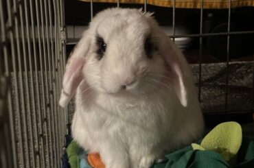 tips on bonding two male rabbits?