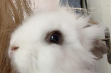This is my other bunny, Loli, she is very bell behaved I hope it will stay this way, she likes when I pet her a lot rn