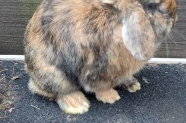 What should I name my new rabbit?