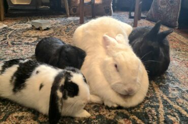 I love waking up to my little gang of banna thieves.
