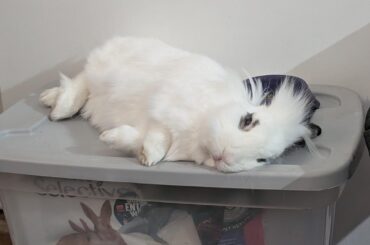 Food coma anyone?