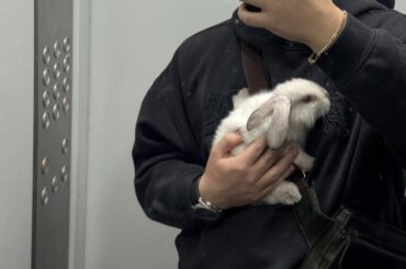 Going for a walk with my mini bun