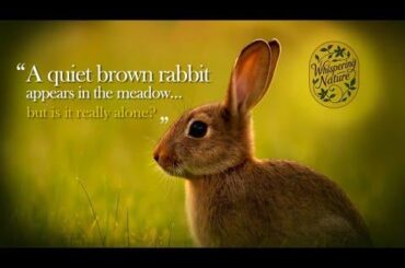 “A Brown Rabbit Enjoys the Meadow Quietly Ep.11 | Real Sounds, No Music”