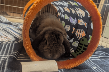Oschon update 4