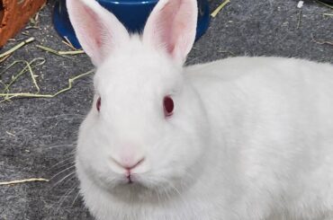 Show me your special-needs buns!