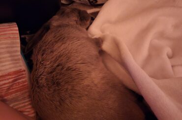 we are literally inseparable, flopped right by my pillow as he always does for sum good good cuddles 🩶