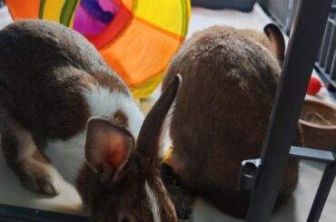Rabbit Bonding Success Story / Speed dating works!