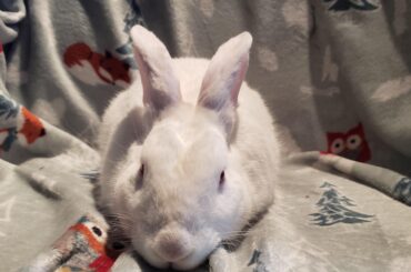Bunny Renal Failure Help