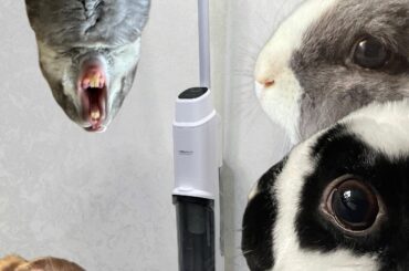 (Europe) Best cordless vacuum cleaner for 4 rabbits?