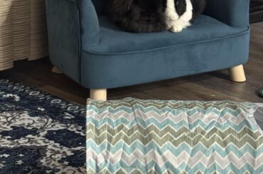 They love their little couch