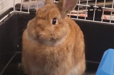 Today has been one year since I adopted this baby and I've never regretted it.