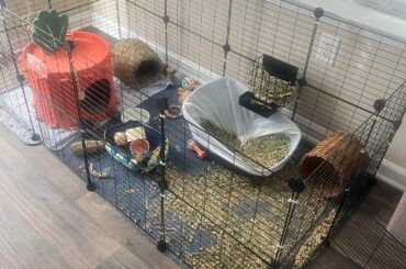 Advice for bunny tearing up litter box