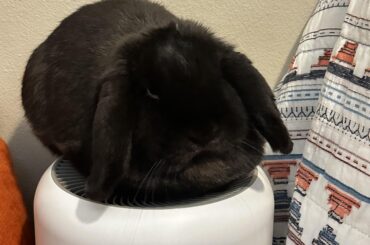 Baby being neutered today
