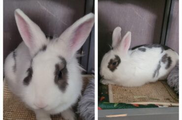 What mix do you think our bun is?