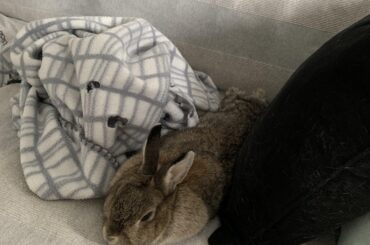 Napping
