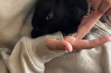 Baby Flemish Giants