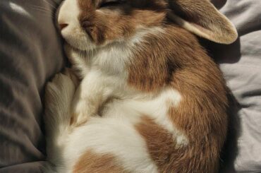deep sleep rabbit