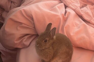 what rabbit is this