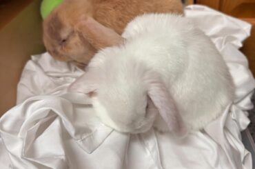 my bunnies hate when i cry for some reason