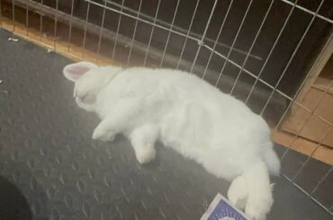 I just love when they flop down aaaa