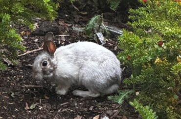 Is this a wild rabbit or a domesticated rabbit?