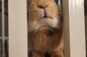 Peeking