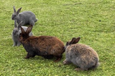 How to help abandoned rabbits?