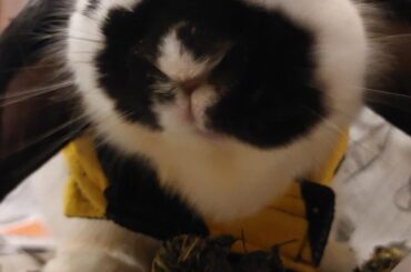 Hoppy international rabbit my sweet angel