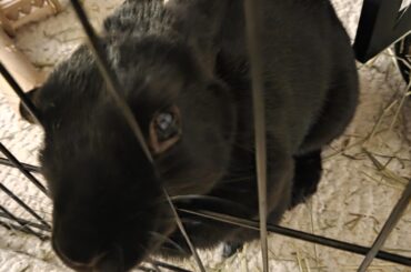 Cage Face