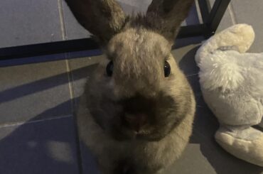 My love baby 🐰♥️