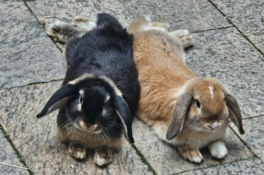 They say two doe's dont mix well but they seem to be getting on just fine