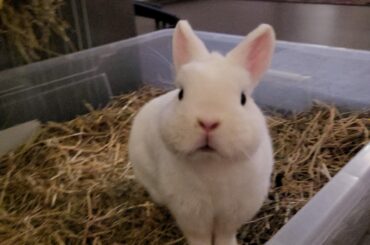 Snowball would like to know if his impression of mayo Porridge is as good as he thinks