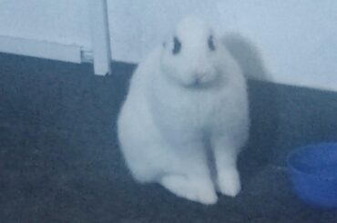 What do you do when your bunny lose it's ears but you can't find them?