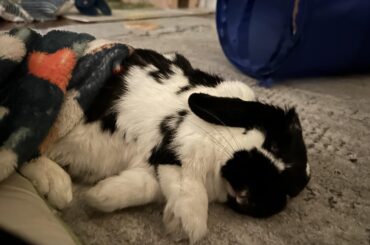 Does anyone regret getting a second bun for their solo bun? Bowie is almost 4 and happy, but we are considering getting him a pal.