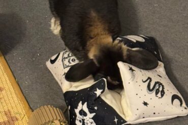 Are dog toys safe for my bunny?